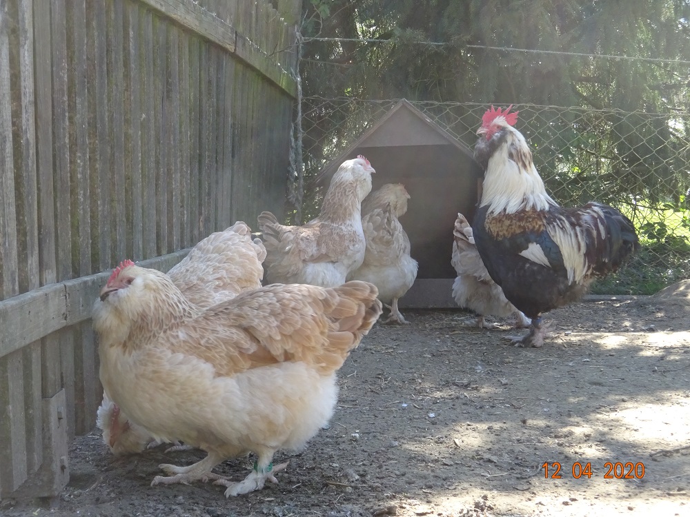 Deutsche Lachsh&uuml;hner, Bruteier & K&uuml;ken abzugeben. 12.04.2020