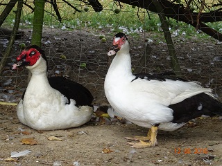 Warzenenten Paar, 12.08.2018