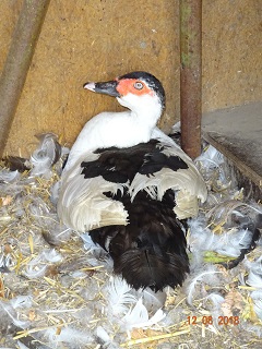 Gescheckte Flugente / Warzenente am br&uuml;ten, 12.08.2018