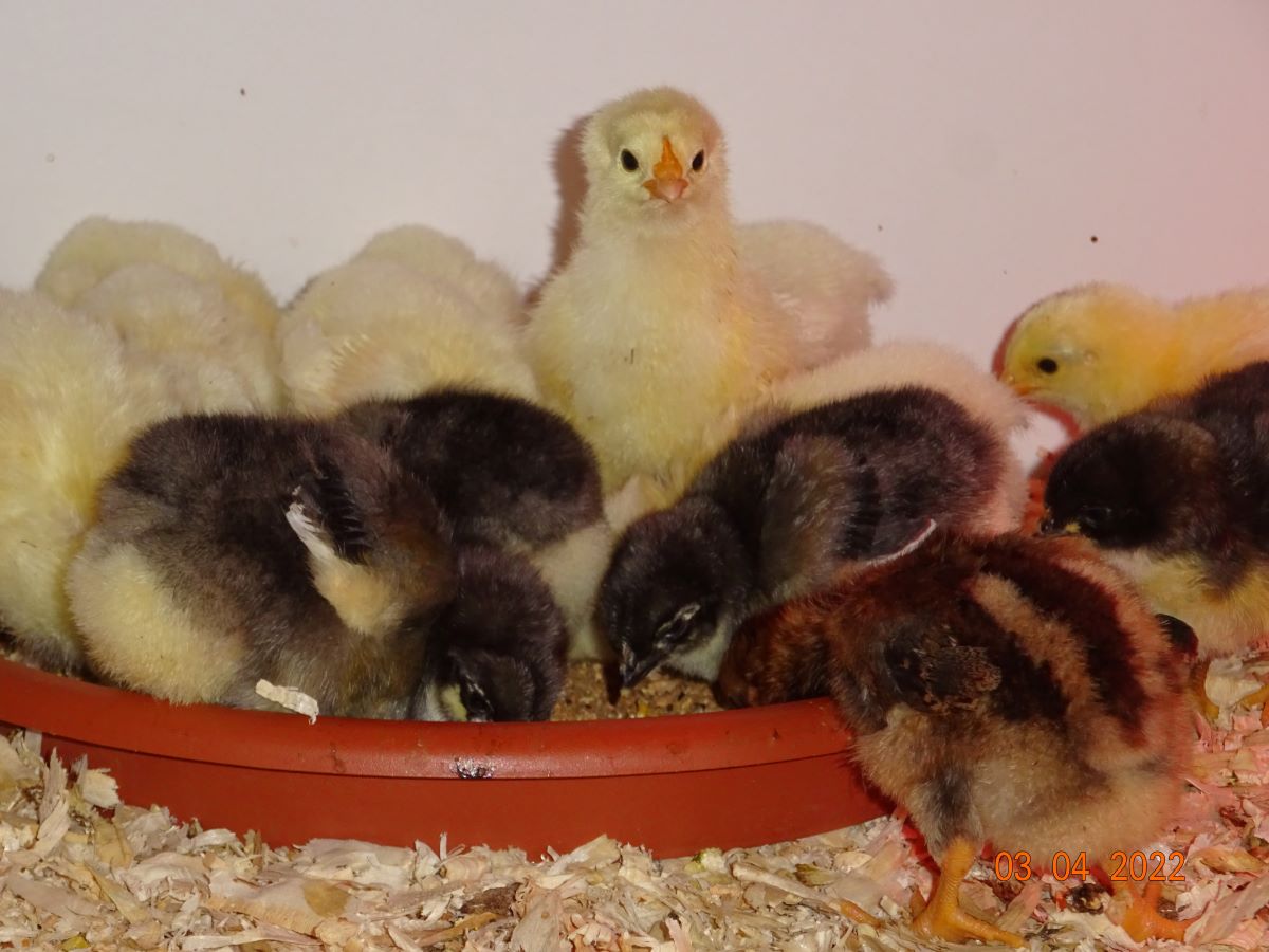 Maran blau silber und splash K&uuml;ken, 03.04.2022