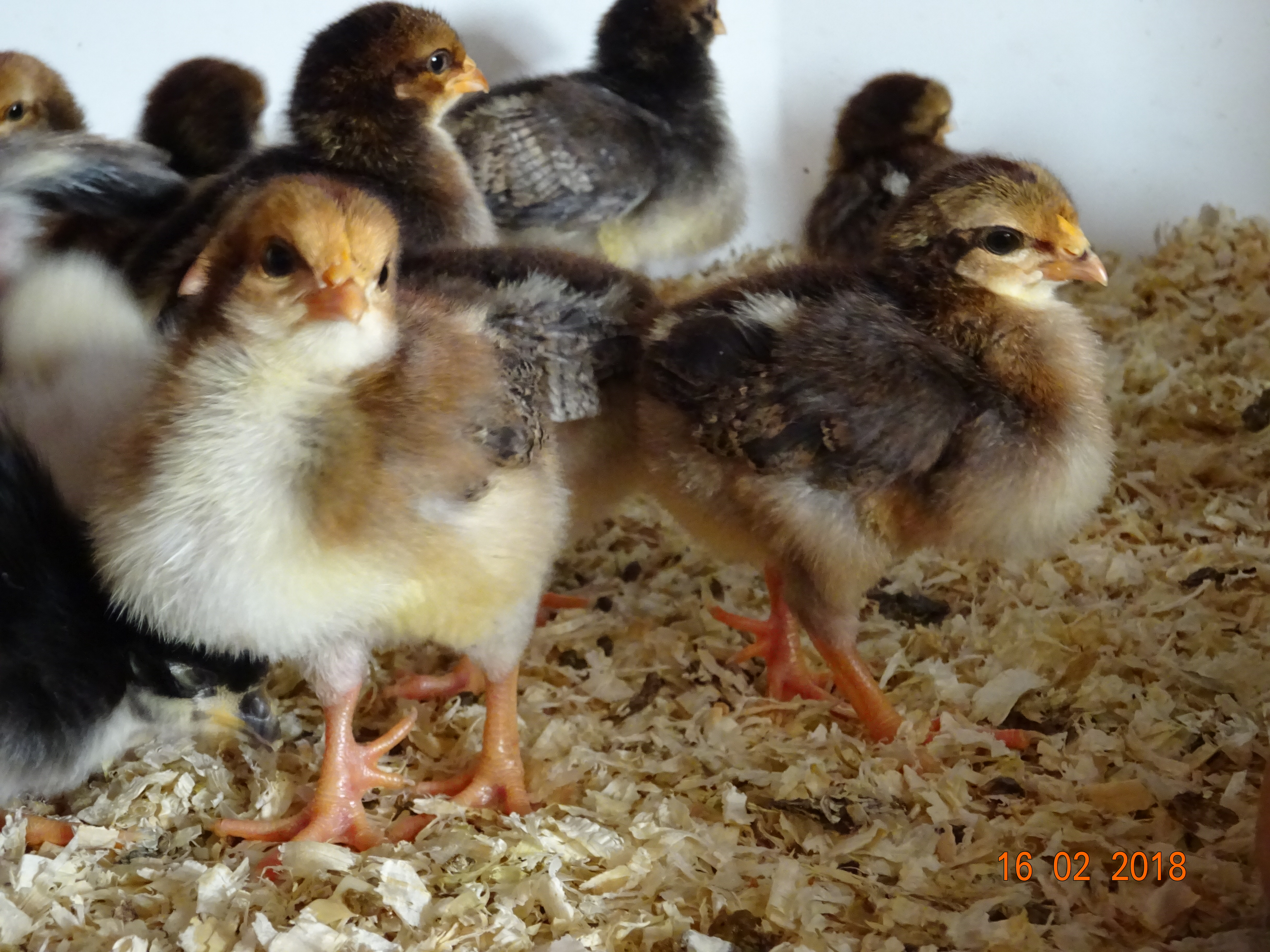 Dorking K&uuml;ken, man sieht gut die 5 Zehe. 17.02.18