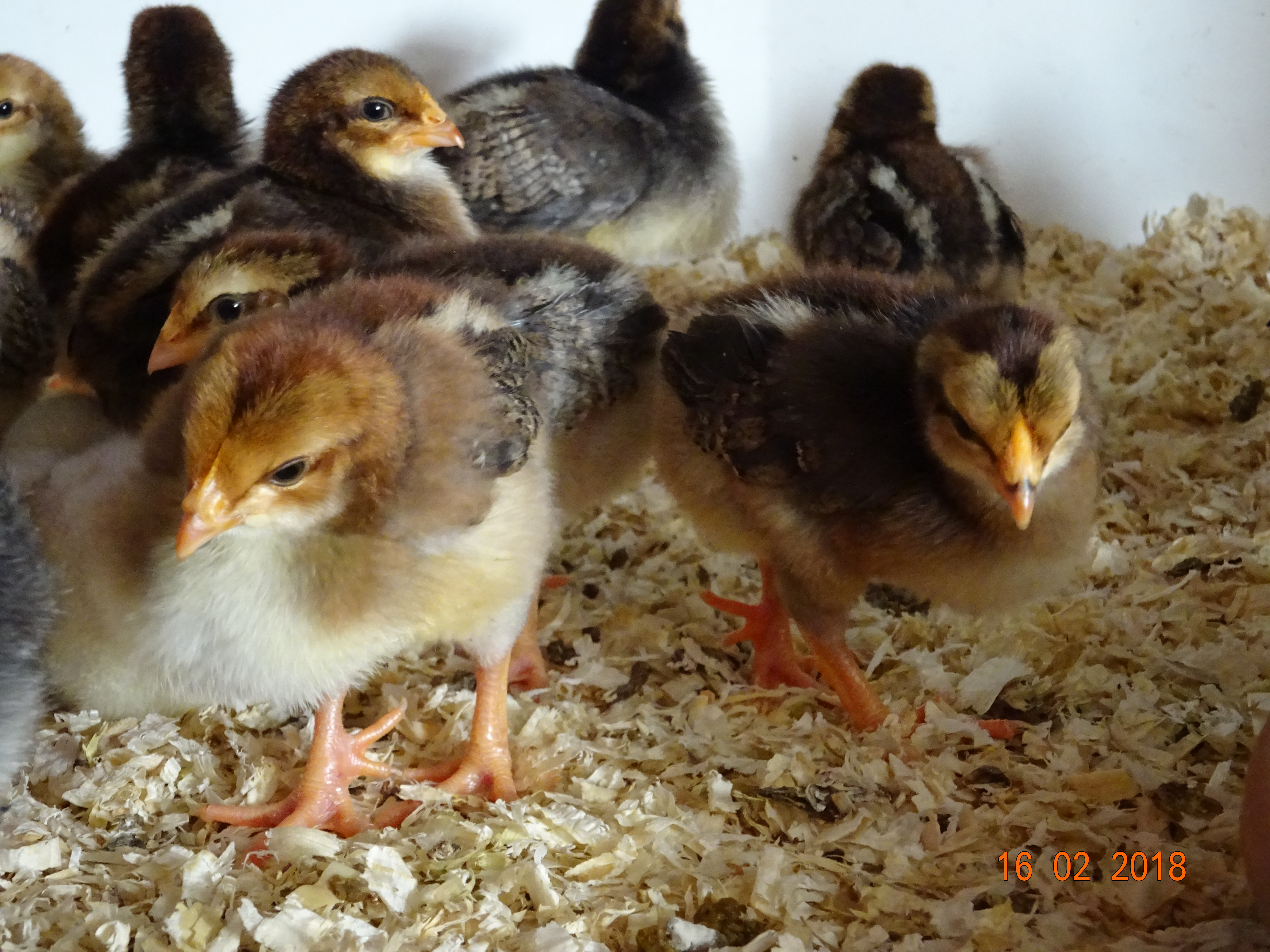 Dorking K&uuml;ken, 17.02.18