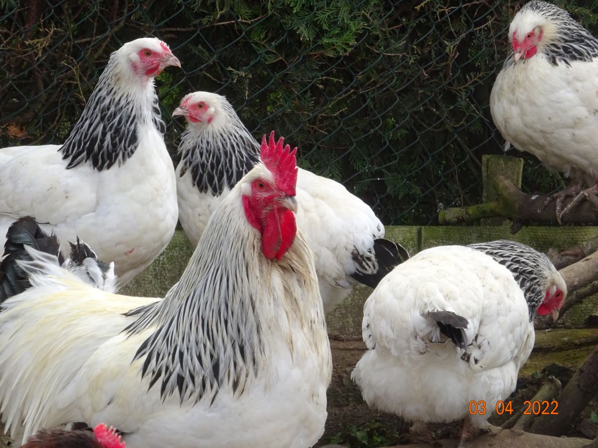 Sundheimer Huhn, 03.04.2022