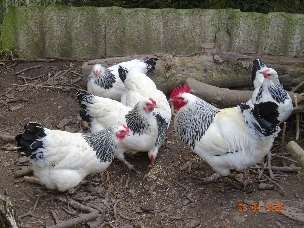 Sundheimer Huhn, 03.04.2022