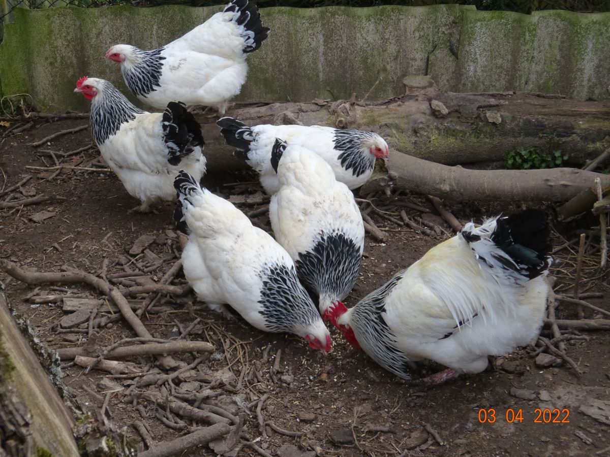 Sundheimer Huhn, 03.04.2022