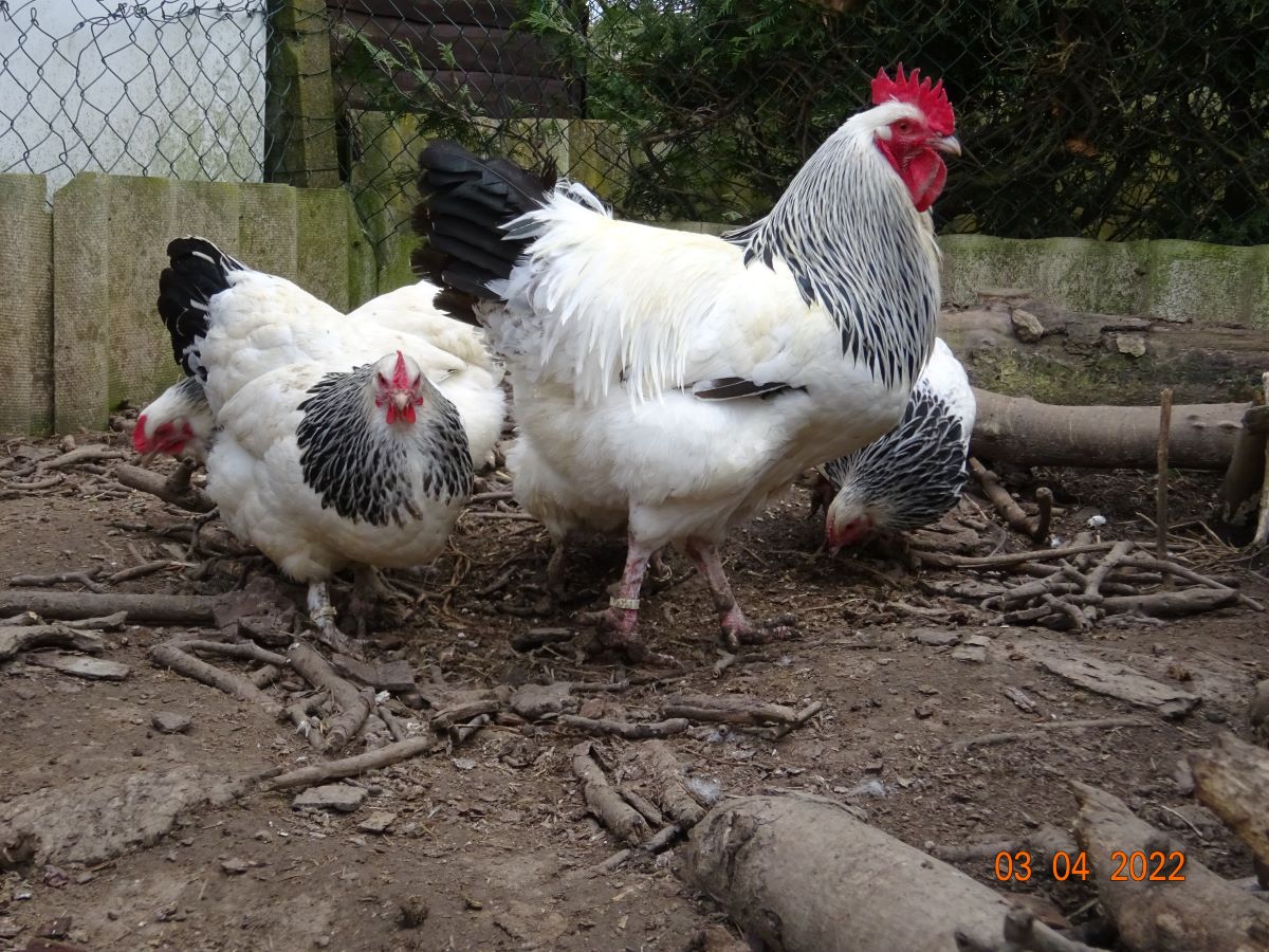 Sundheimer Huhn, 03.04.2022