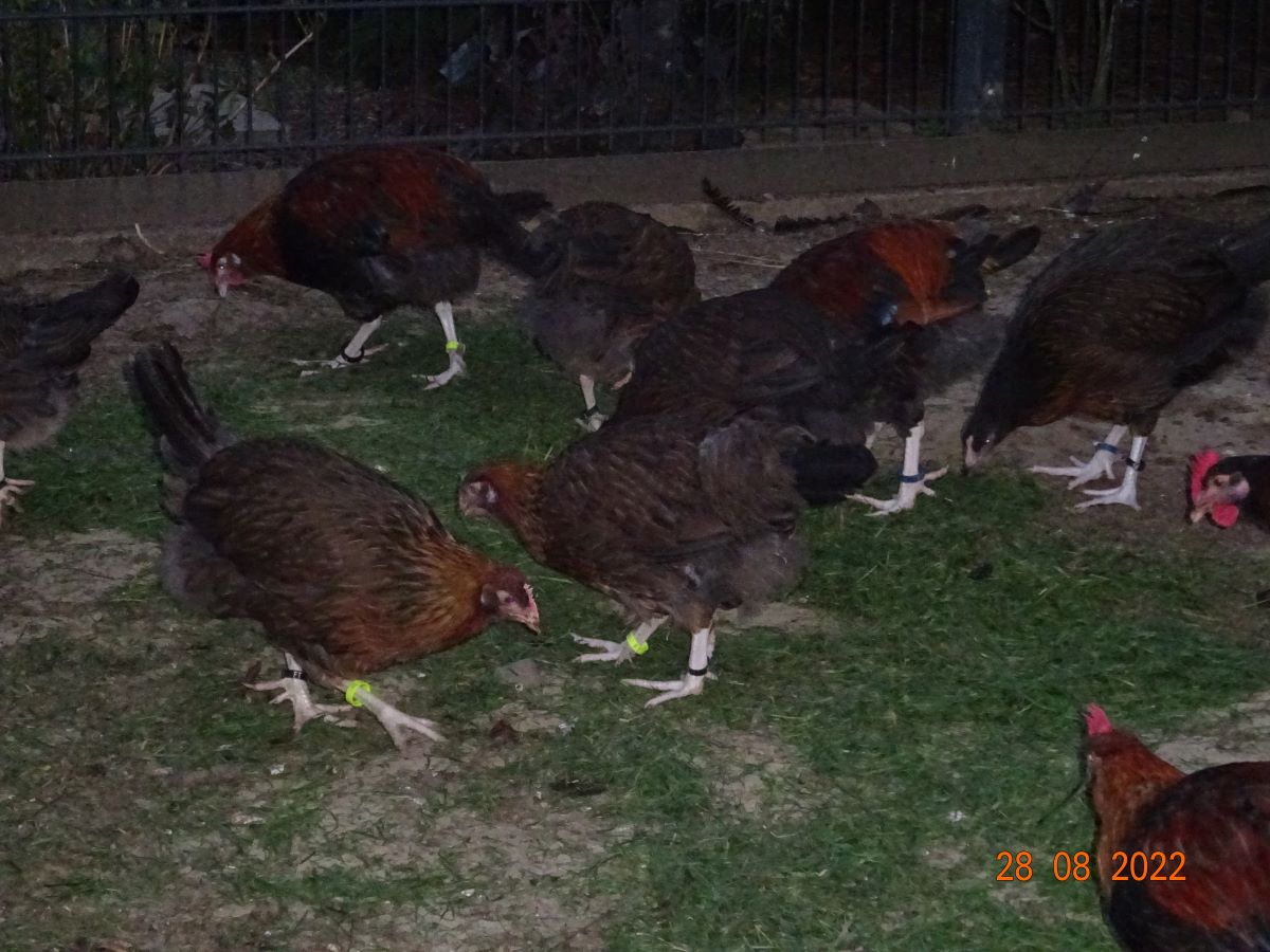 Dorking goldhalsig Jungh&auml;hne & Hennen, 28.08.2022