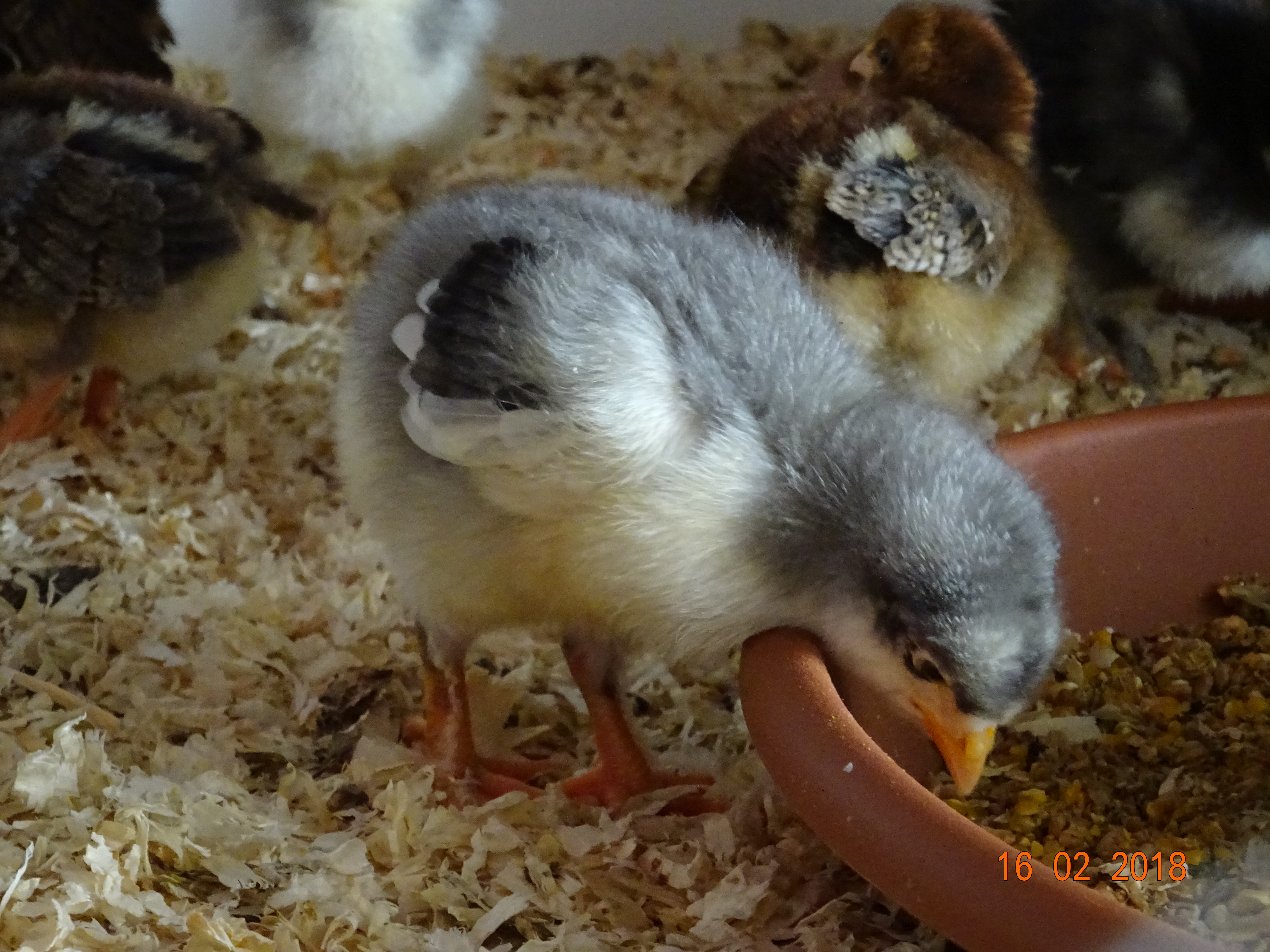 Maran blau silber K&uuml;ken, 17.02.18