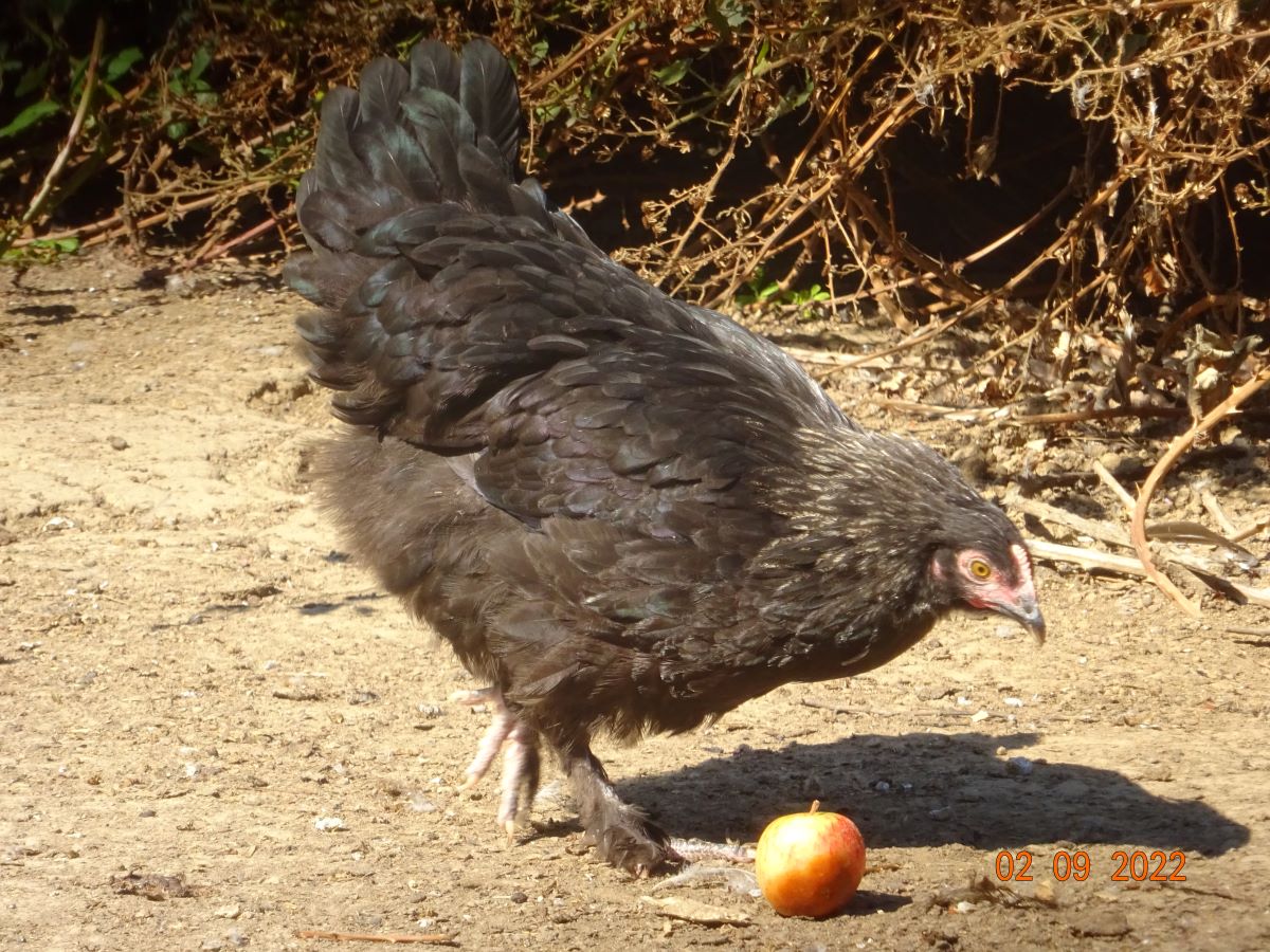 Maran schwarz silber Junghenne, 02.09.2022