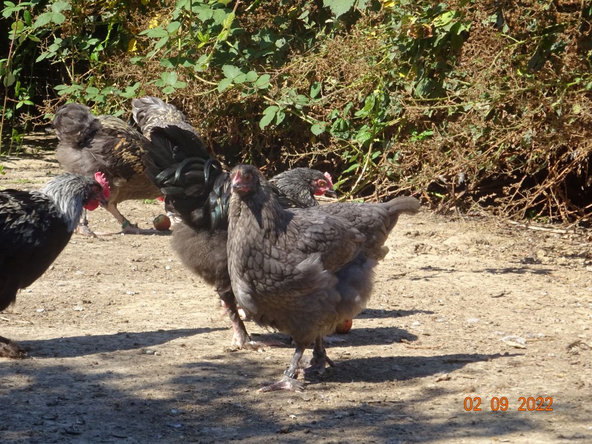Maran blau silber Junghennen, 30.10.2022