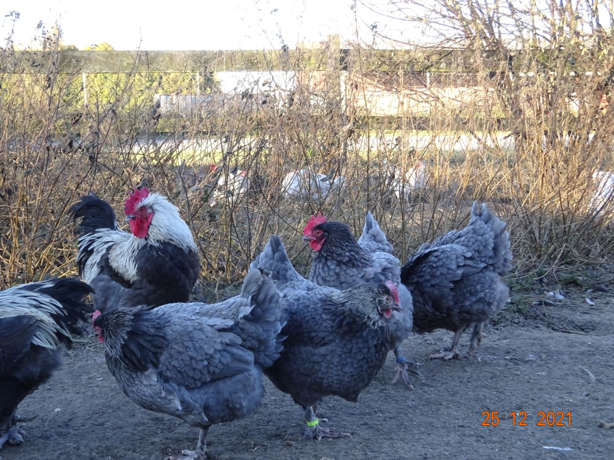 Maran blau silber Alt -Zuchtstamm 25.12.2021.