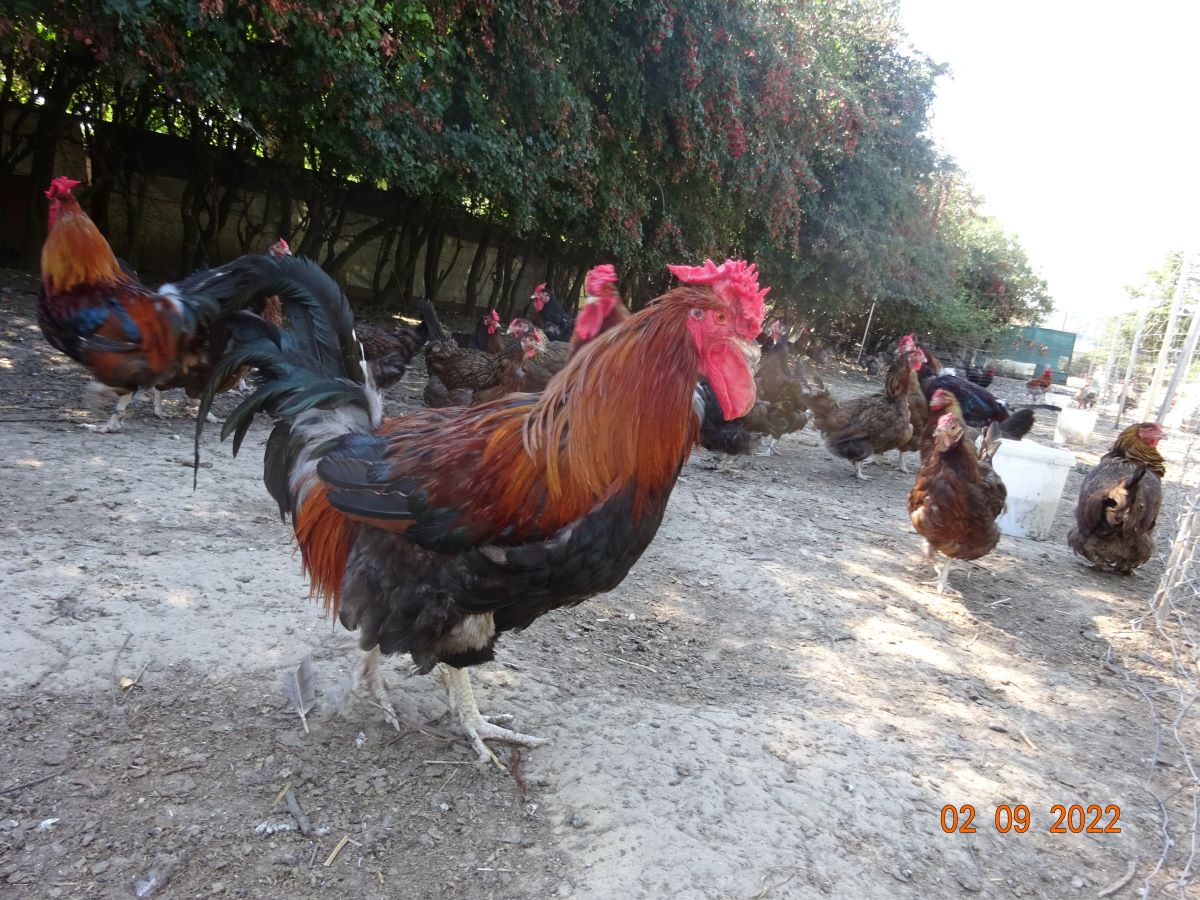 Dorking goldhalsig mit Rosenkamm, 02.09.2022