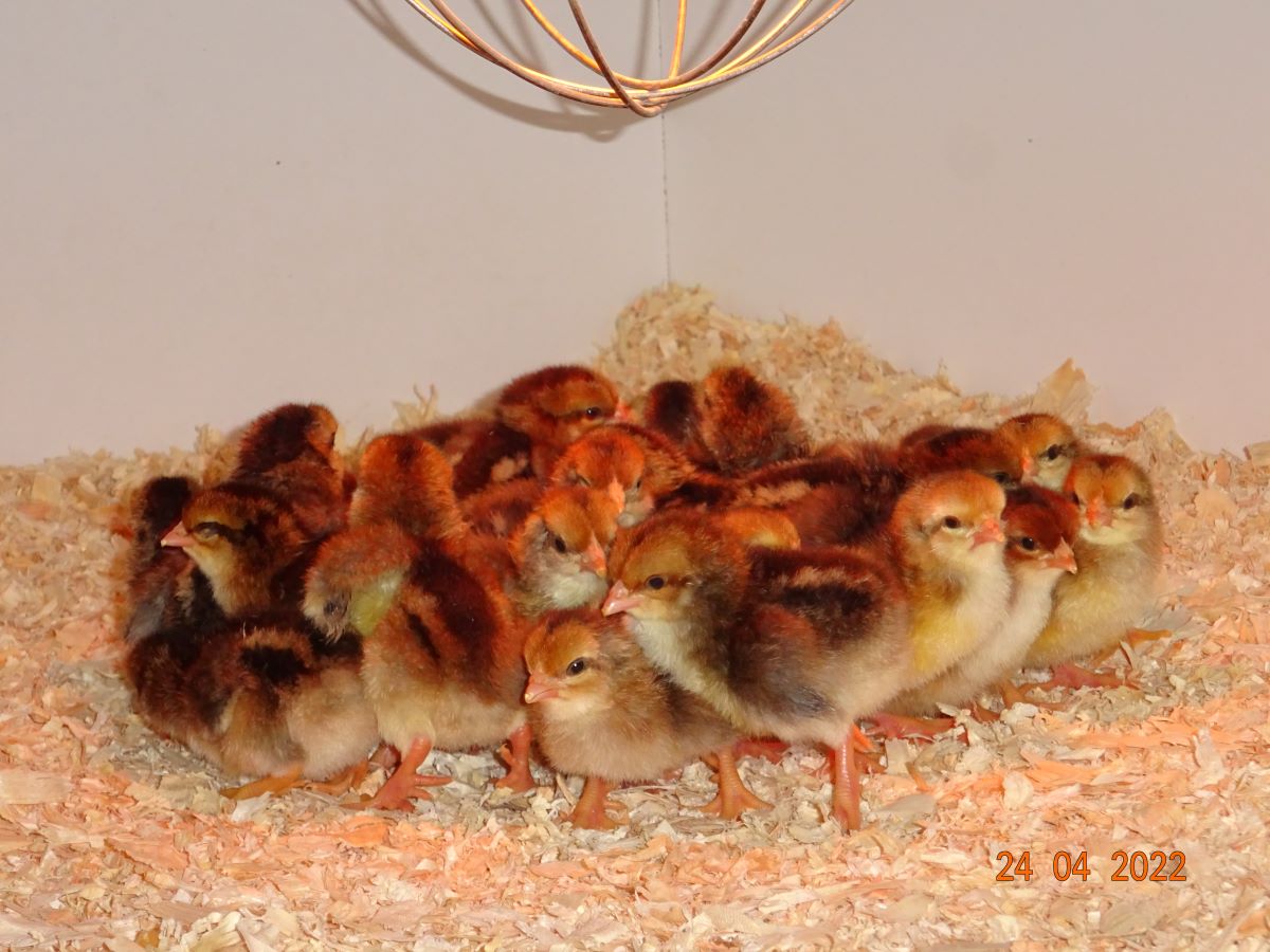 Dorking K&uuml;ken goldhalsig, Schlupf 24.04.2022