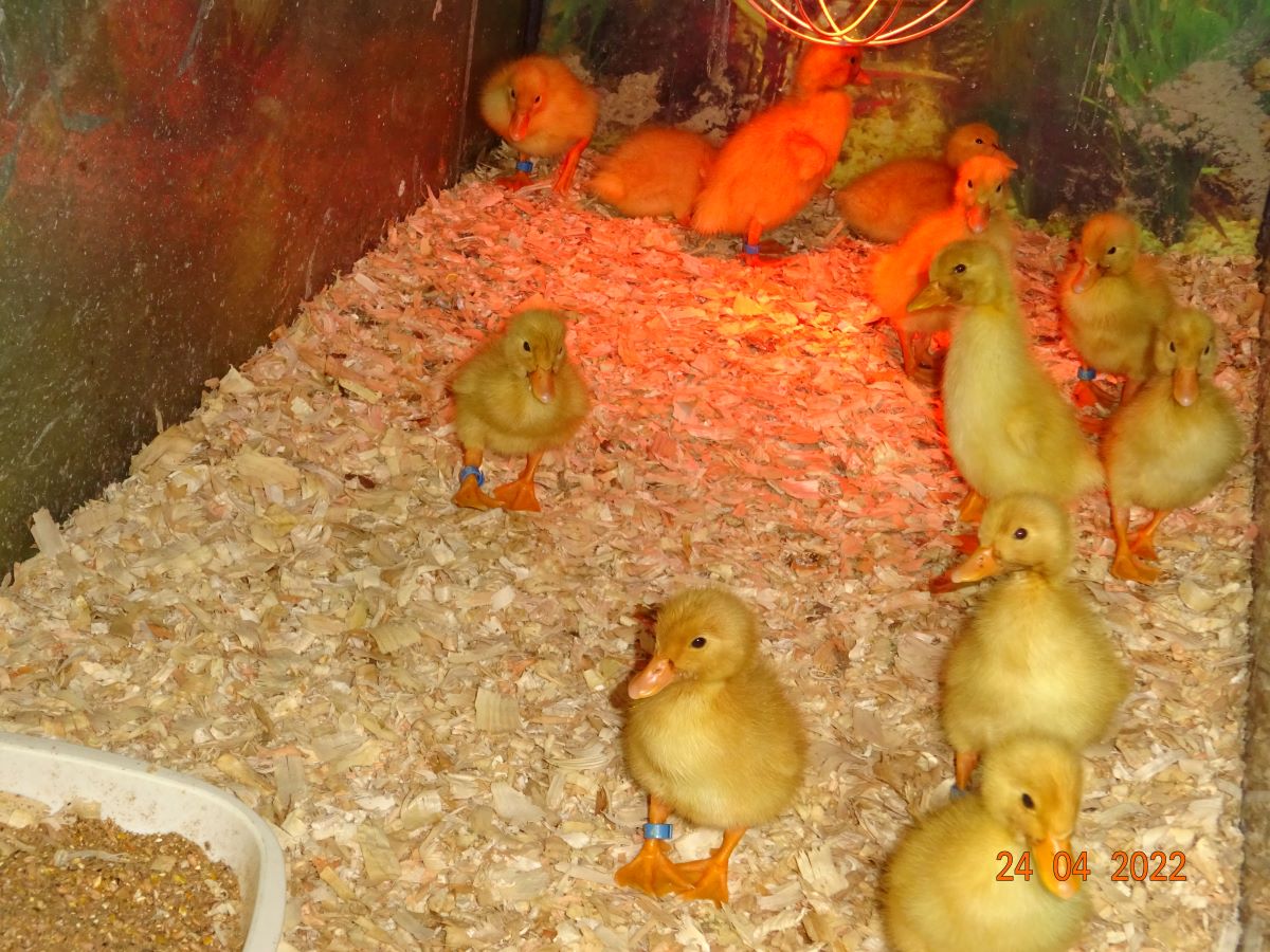 Deutsche Pekingenten K&uuml;ken, 24.04.2022