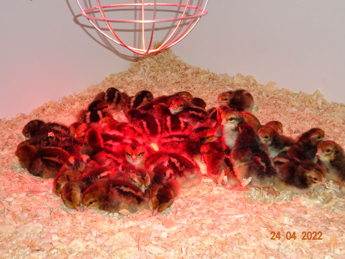 Dorking gold wildfarbig K&uuml;ken, Schlupf 24.04.2022