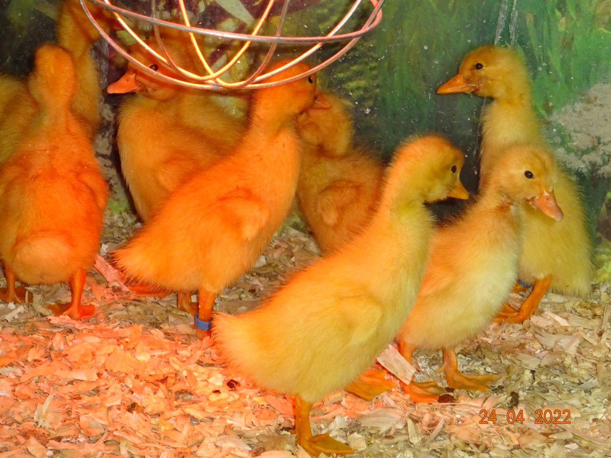 Deutsche Pekingenten K&uuml;ken, geschl&uuml;pft am 20.04.2022