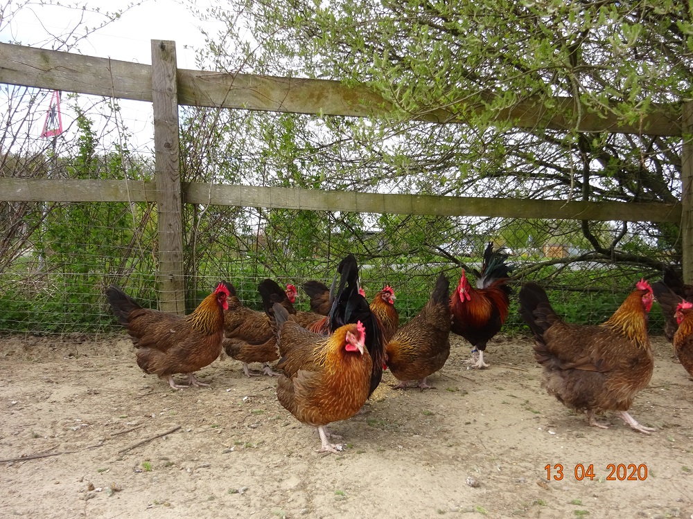 Dorking gold-wildfarbig, Bruteier & K&uuml;ken abzugeben. 13.04.2020