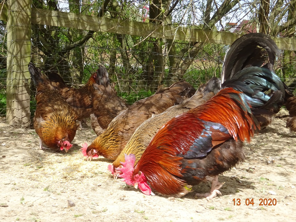 Dorking goldhalsig Bruteier abzugeben, 13.04.2020