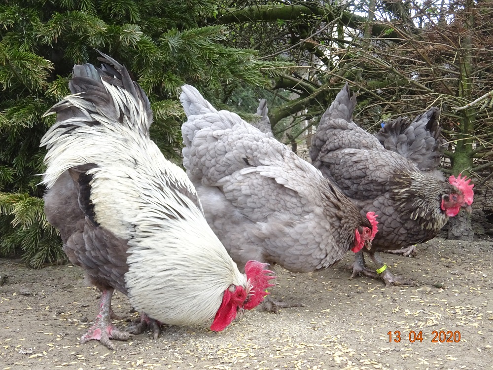 Maran blau silber, Bruteier & K&uuml;ken abzugeben. 13.04.2020