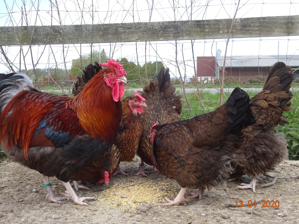 Dorking gold-wildfarbig mit Rosenkamm, Bruteier abzugeben. 13.04.2020