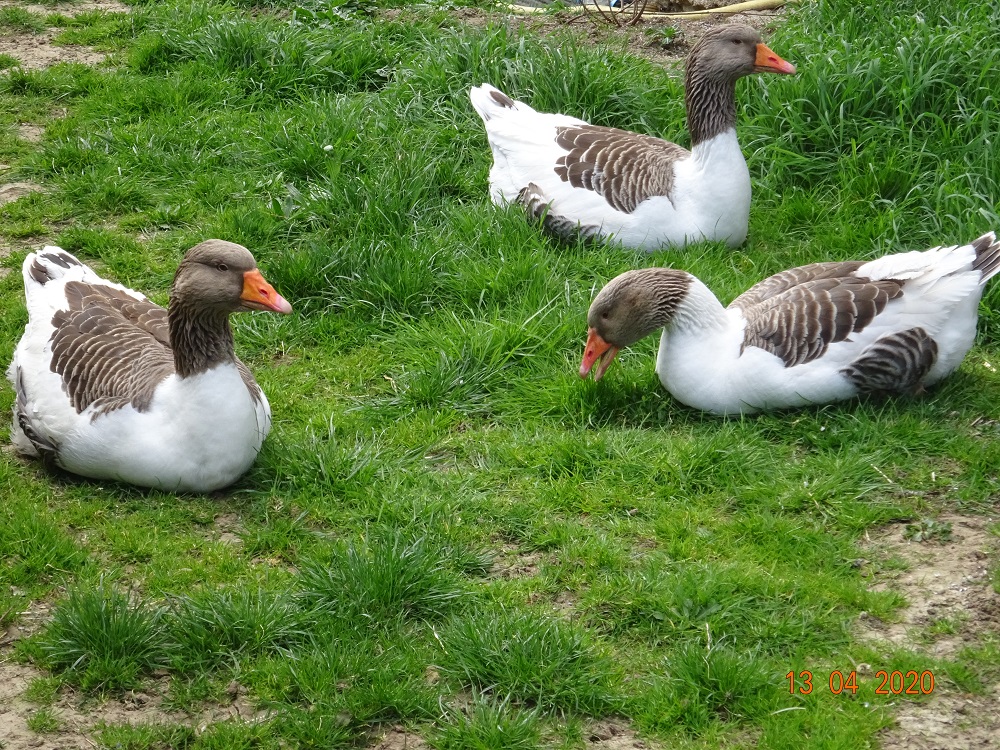 Gescheckte Pommerng&auml;nse Bruteier abzugeben, 12.04.2020