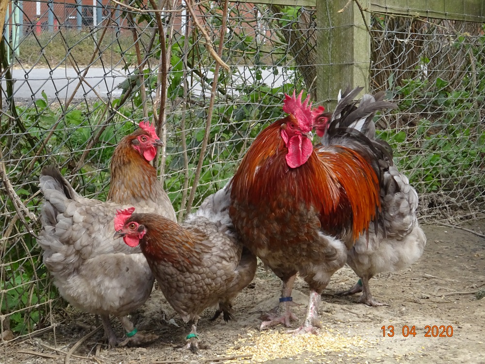 Maran blau kupfer, Bruteier  abzugeben. 13.04.2020