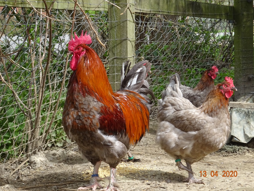 Maran blau kupfer, Bruteier  abzugeben. 13.04.2020