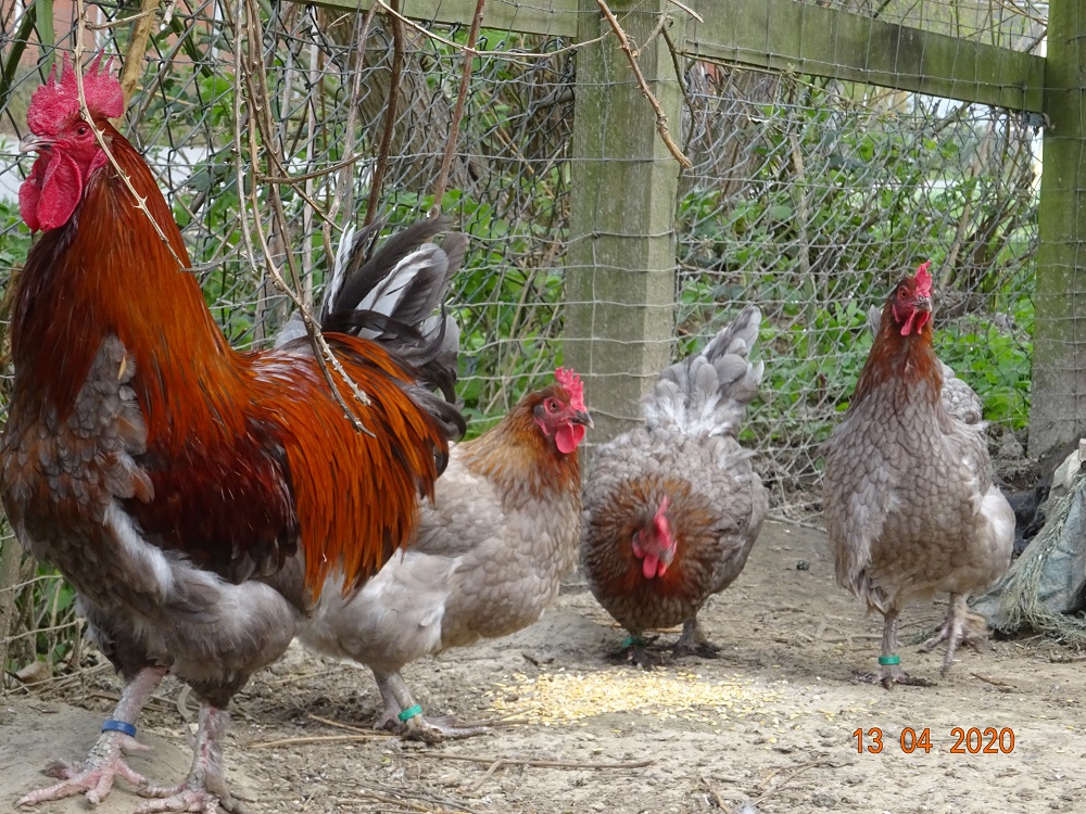 Maran blau kupfer Bruteier abzugeben, 12.04.2020