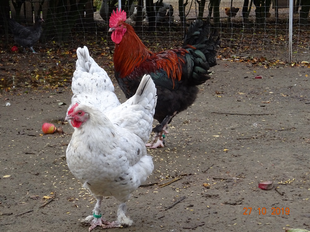 Maran splash Hennen & Junger Maran schwarz kupfer Hahn, 27.10.2019