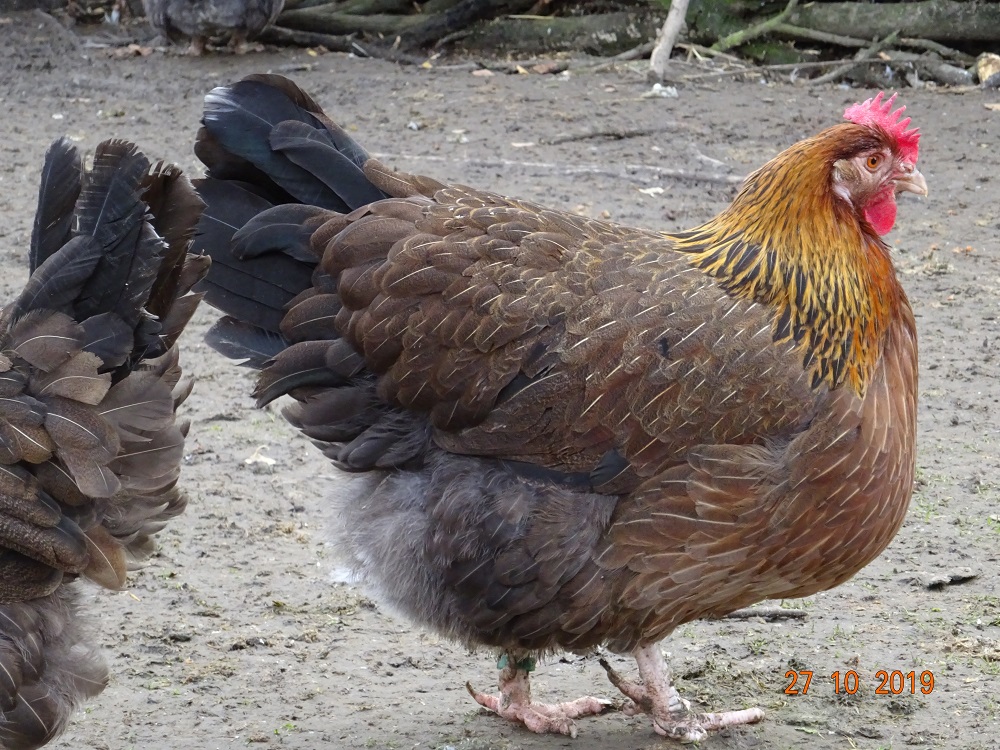 Dorking Henne goldhalsig, 29.11.2019