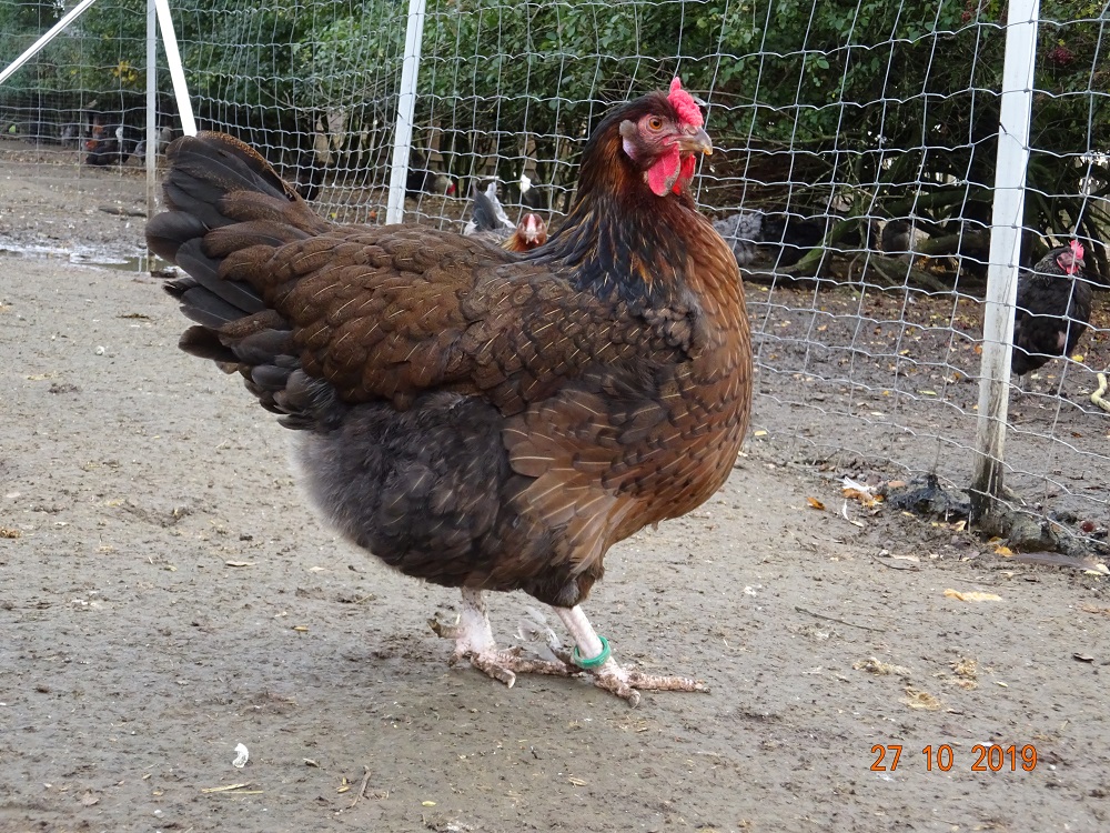 Junge Dorking Henne mit Rosenkamm, gold wildfarbig. 27.10.2019