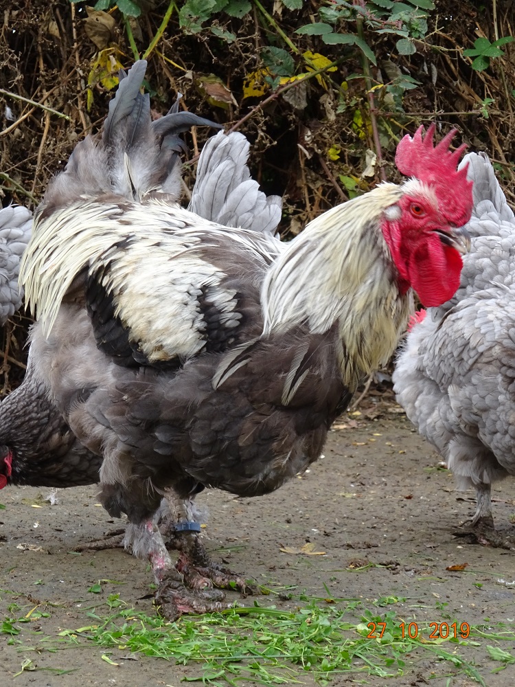 Junger Maran blau silber Hahn, 29.11.2019