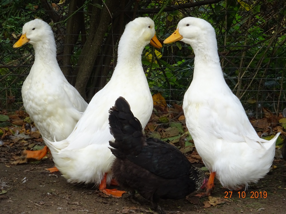 Junge Deutsche Pekingenten, 27.10.2019
