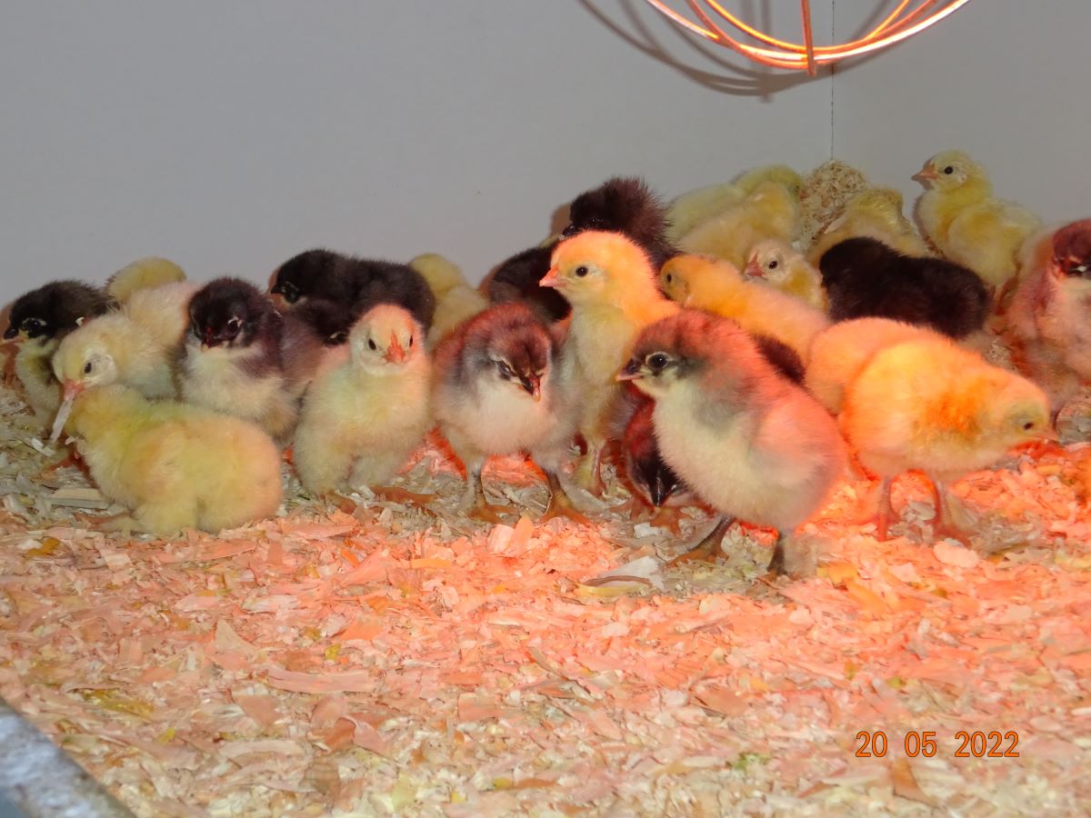 Maran blau silber K&uuml;ken, aus Zuchtstamm 2, Schlupf 20.05.2022