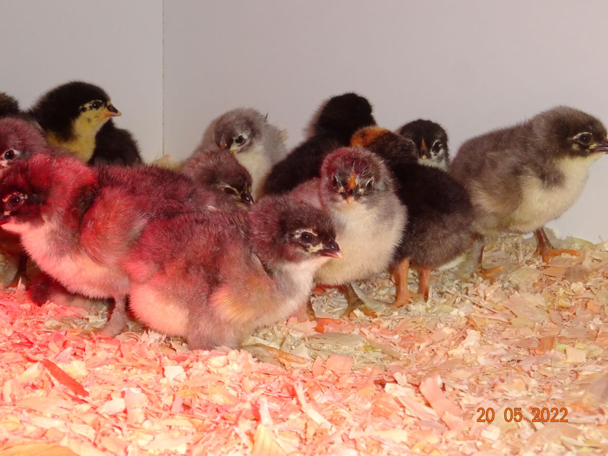 Maran blau silber K&uuml;ken, 20.05.2022