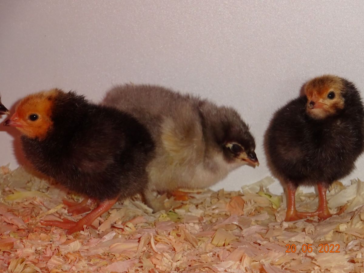 Vorwrk K&uuml;ken, Schlupf 20.05.2022