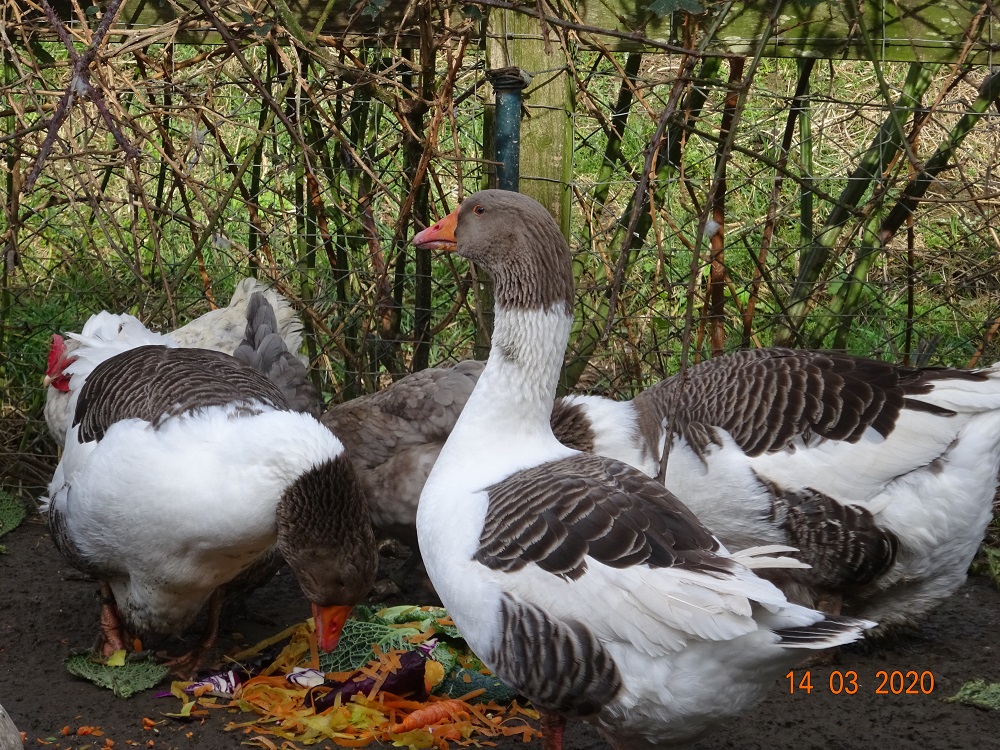 Gescheckte Pommerng&auml;nse, 14.03.2020