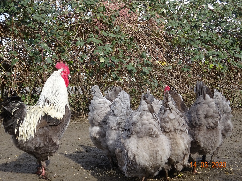 Maran blau silber H&uuml;hner, Bruteier abzugeben. 15.03.2020