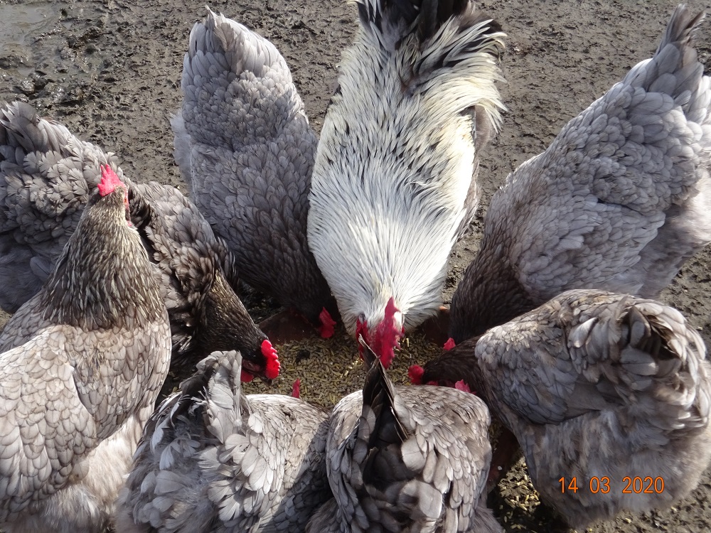 Maran blau silber H&uuml;hner, Bruteier abzugeben. 15.03.2020