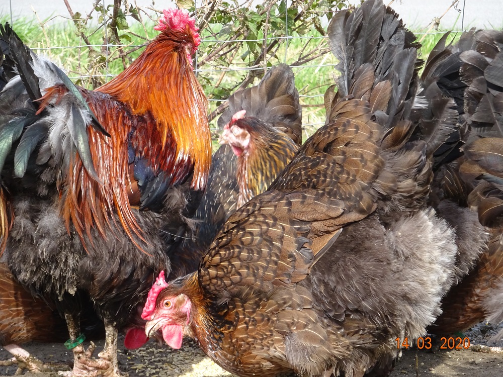 Dorking H&uuml;hner mit Rosenkamm gold-wildfarbig. Bruteier abzugeben, 14.03.2020