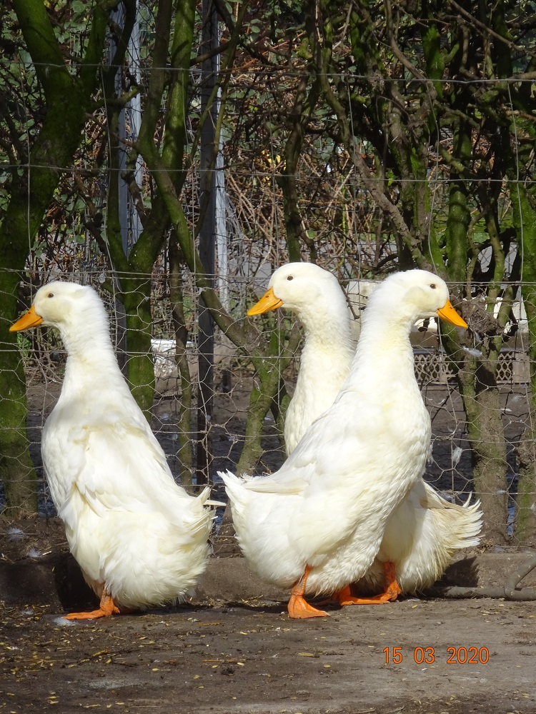 Deutsche Pekingenten Zuchtstamm 4, 15.03.2020