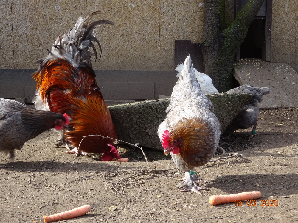 Maran blau kupfer H&uuml;hner, Bruteier abzugeben. 15.03.2020