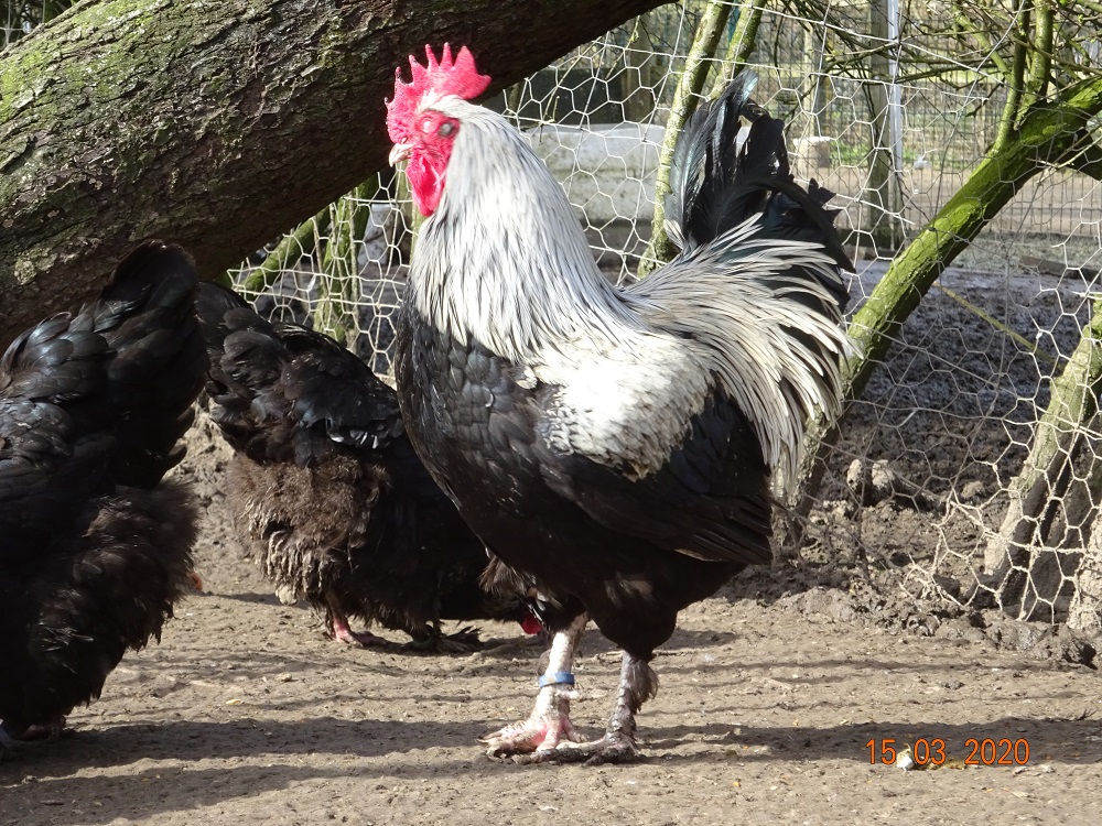 Maran schwarz silber H&uuml;hner, Bruteier abzugeben. 15.03.2020