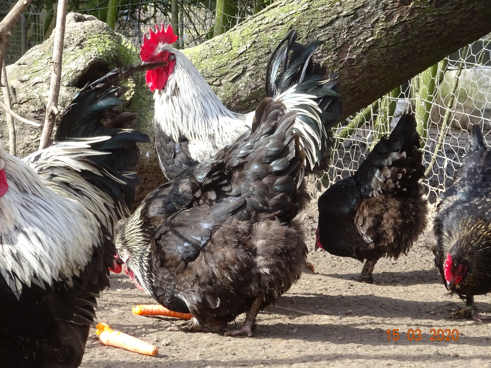 Maran schwarz silber H&uuml;hner, Bruteier abzugeben. 15.03.2020