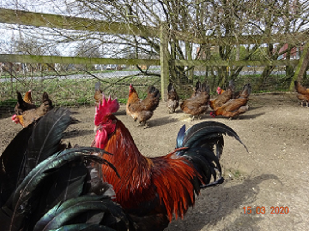 Dorking H&uuml;hner goldhalsig, Bruteier abzugeben. 15.03.2020