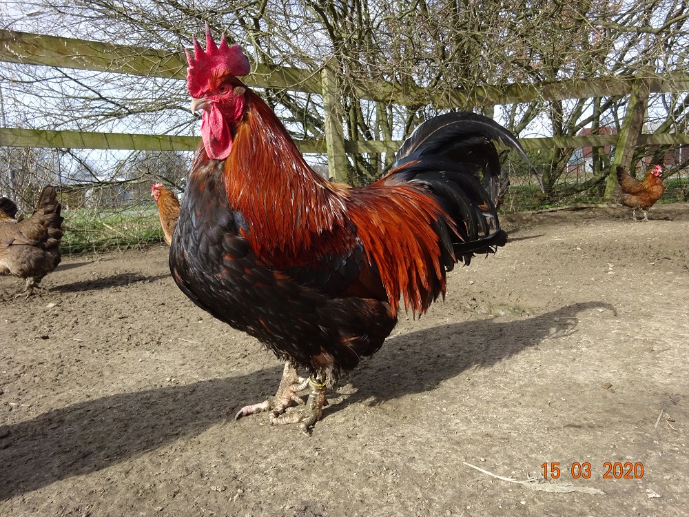 Dorking H&uuml;hner goldhalsig, der Hahn ist 4Jahr alt. Bruteier 15.03.2020