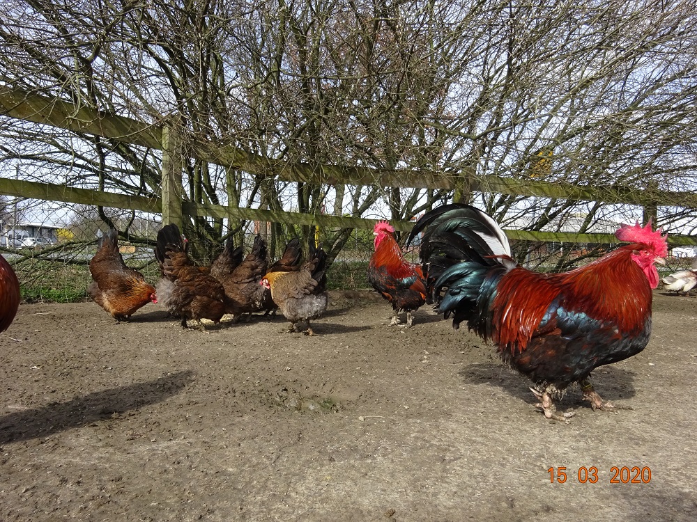 Dorking H&uuml;hner goldhalsig, der Hahn ist 2Jahr alt. Bruteier 15.03.2020