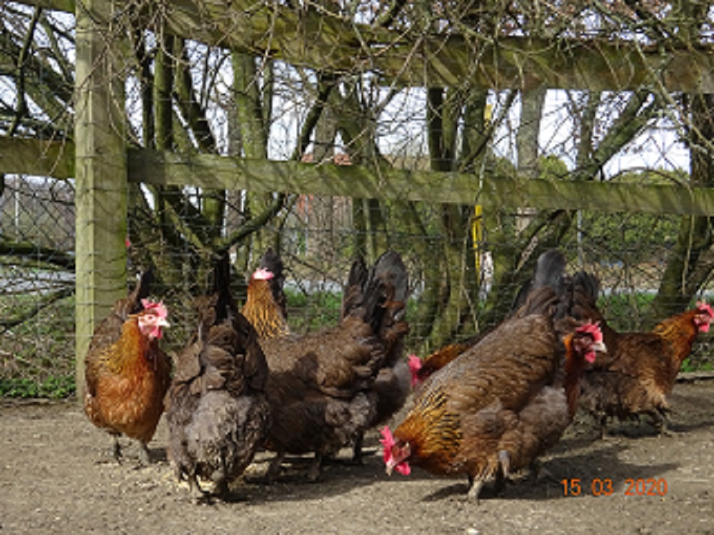 Dorking H&uuml;hner goldhalsig. Bruteier 15.03.2020