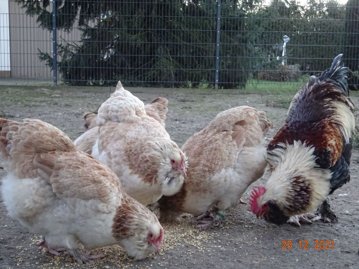 Deutsche Lachsh&uuml;hner, 25.12.2021