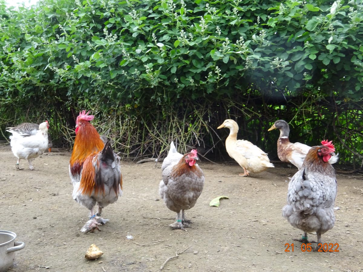 Maran blau kupfer, 21.05.2022